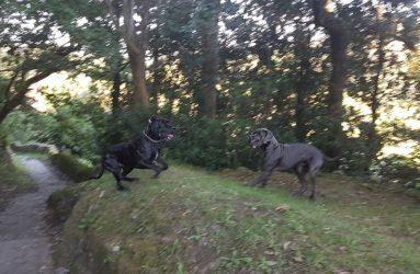 Dogos Alemanes jugando