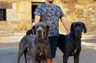 Cuidador de perros con Dogos Alemanes